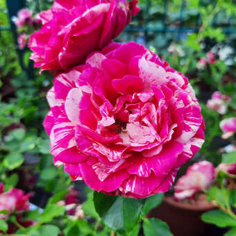 Rose 'Duke of Edinburgh'