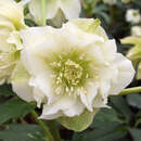 Helleborus orientalis 'Double Ellen White' - Schneerose
