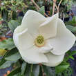 Magnolia grandiflora 'Little Gem': Bild 1/6