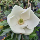 Magnolia grandiflora 'Little Gem' - Immergrüne Magnolie