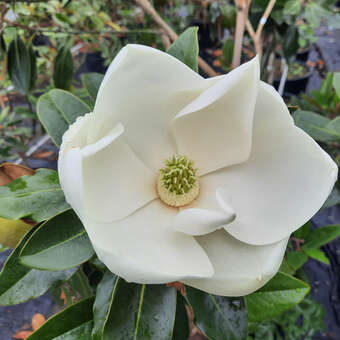 Magnolia grandiflora 'Little Gem'