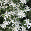 Clematis terniflora: Bild 7/11