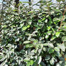 Elaeagnus ebbingei - Wintergrüne Ölweide