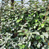 Elaeagnus ebbingei - Wintergrüne Ölweide