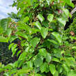 Actinidia arguta 'Fresh Jumbo': Bild 7/7