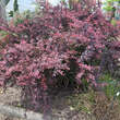 Berberis thunbergii 'Rose Glow': Bild 5/7