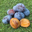 Prunus domestica 'Hanita': Bild 1/3