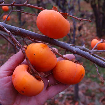 Diospyros kaki 'Vindobona'