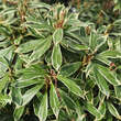 Pieris japonica 'Variegata': Bild 1/2