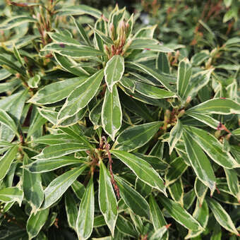 Pieris japonica 'Variegata'