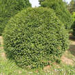 Carpinus betulus 'Murmel': Bild 4/5