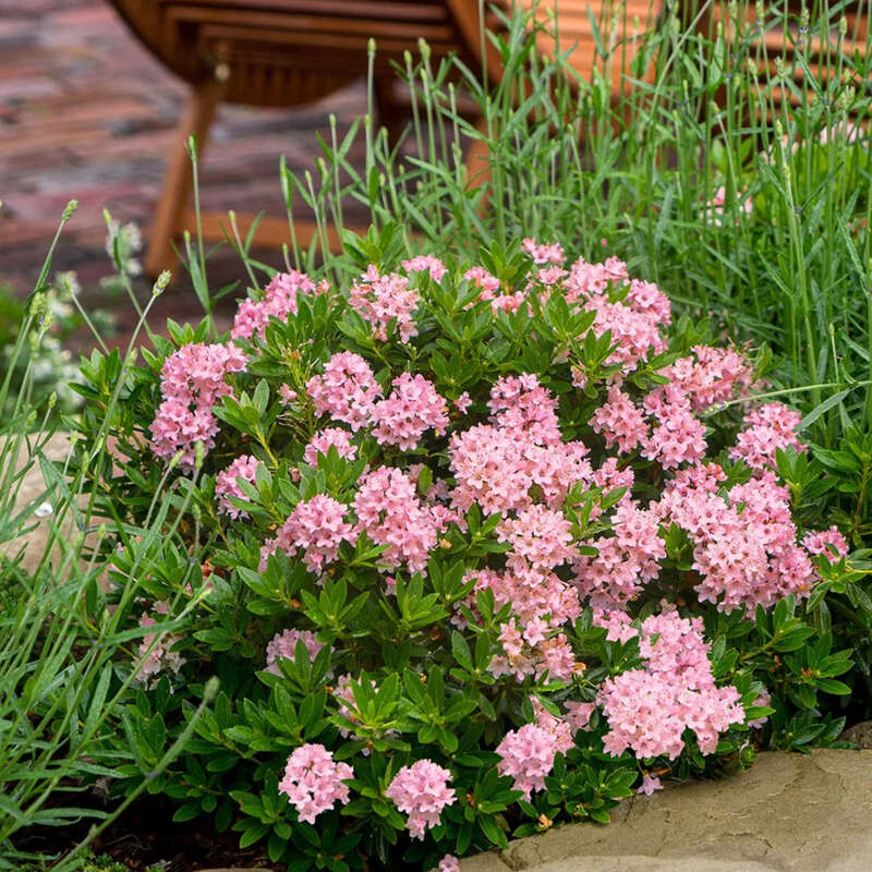Zwerg-Rhododendron - Rhododendron 'Bloombux Magenta'
