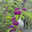 Callicarpa dichotoma 'Issai': Bild 5/6