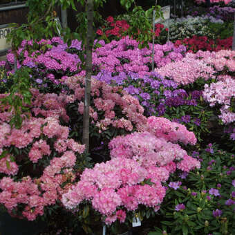 Rhododendron - Rhododendron INKARHO - lila
