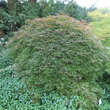 Acer palmatum 'Orangeola': Bild 7/8