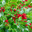 Ilex aquifolium 'J.C. van Tol': Bild 1/3