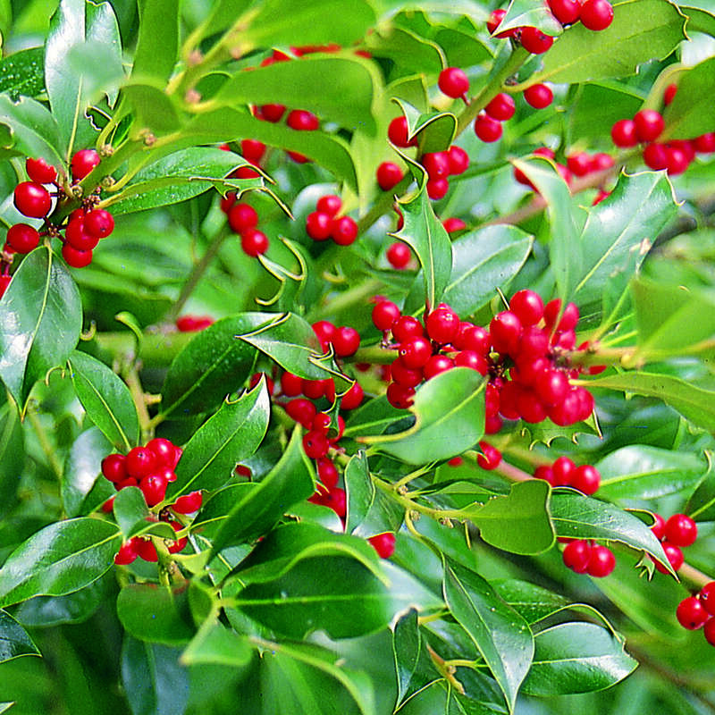 Stechpalme - Ilex aquifolium 'J.C. van Tol' - wei
