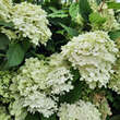 Hydrangea paniculata 'Fire Light': Bild 3/4