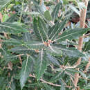 Quercus kewensis - Wintergrüne Eiche