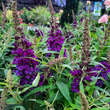 Buddleja davidii 'Little Purple': Bild 2/6