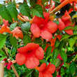 Campsis tagliabuana 'Mme. Galen': Bild 3/7