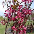 Malus 'Royal Beauty': Bild 1/1