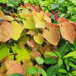 Cercis canadensis 'Eternal Flame': Bild 3/6