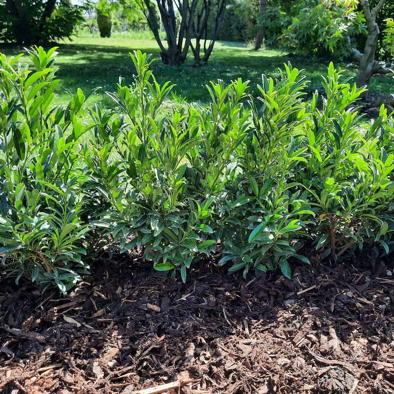 Kirschlorbeer - Prunus laurocerasus 'Sofia' - wei