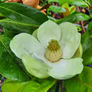 Magnolia grandiflora 'Francois Treyve' - Immergrüne Magnolie