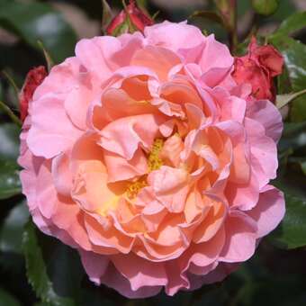 Rose 'Marie Curie'