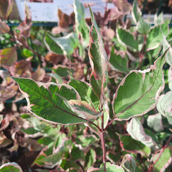 Cornus alba 'Miracle'