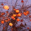 Diospyros kaki 'Vindobona': Bild 5/9