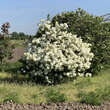 Viburnum macrocephalum 'Happy Fortuna': Bild 3/4