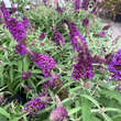 Buddleja davidii 'Little Purple': Bild 5/6