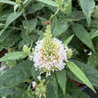 Buddleja davidii 'Little White': Bild 3/3