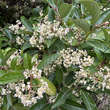 Photinia fraseri 'Little Red Robin': Bild 1/3