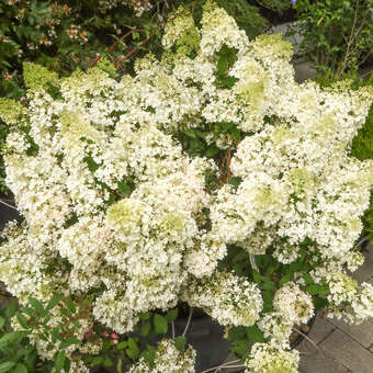 Zwerg-Rispenhortensie - Hydrangea paniculata 'Bobo' - wei