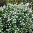 Clematis terniflora: Bild 6/11