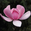 Magnolia 'Brixton Belle': Bild 1/1