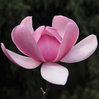 Magnolia 'Brixton Belle'