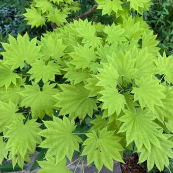 Acer shirasawanum 'Aureum'