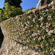 Abelia 'Edward Goucher': Bild 6/7