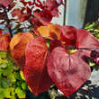 Cercis canadensis 'Eternal Flame': Bild 2/6