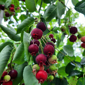 Amelanchier 'Ballerina'