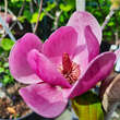 Magnolia 'Black Tulip': Bild 2/9