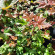 Acer ’Orientalia’: Bild 1/2