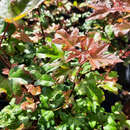 Acer ’Orientalia’ - Orientalischer Ahorn