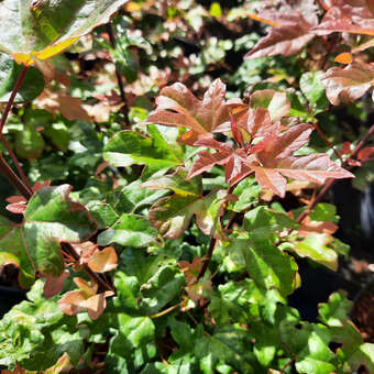 Acer ’Orientalia’