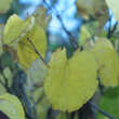 Cercis siliquastrum: Bild 5/7