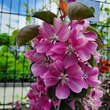 Malus 'Maypole': Bild 5/8